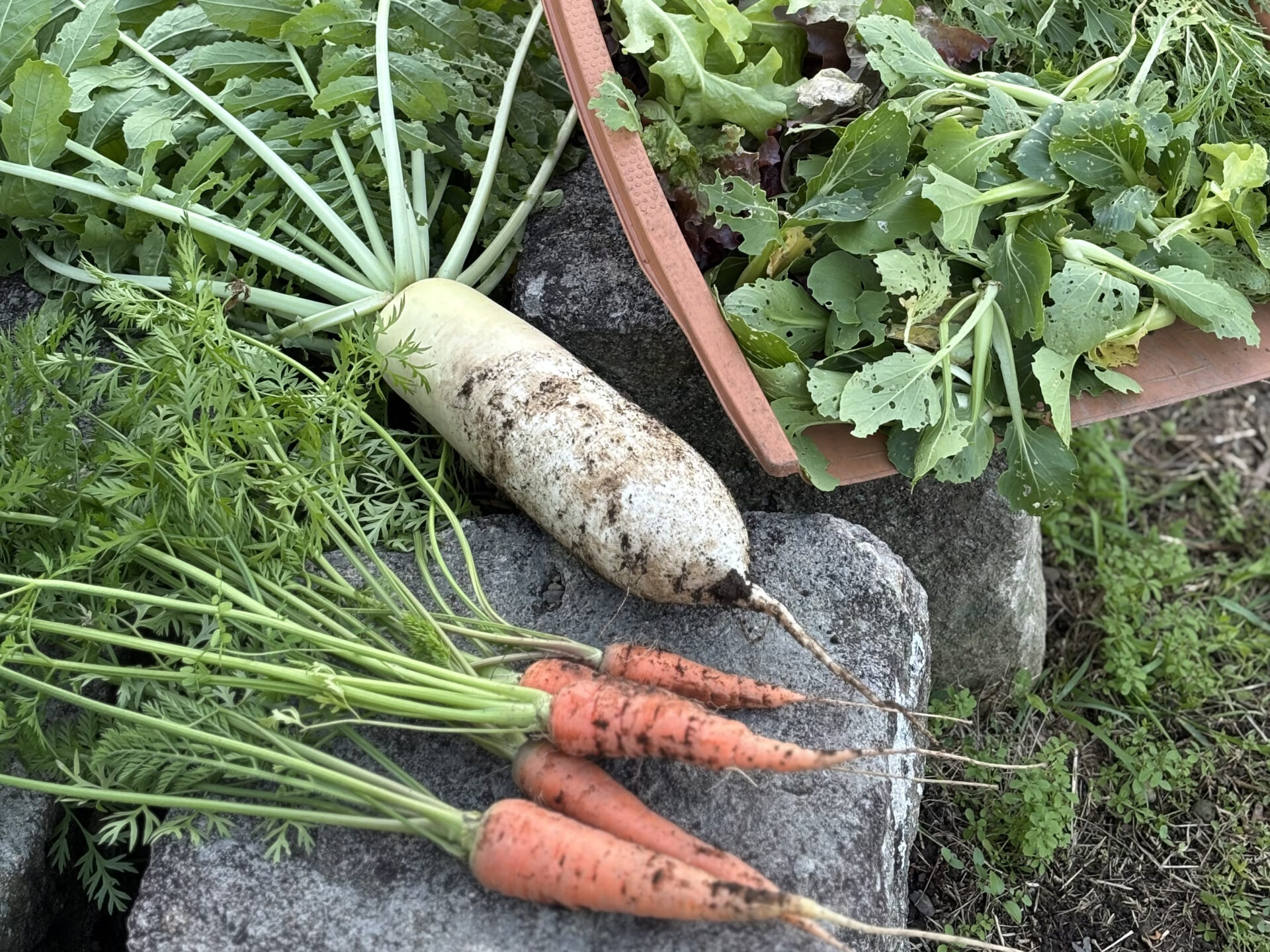 畑の野菜収穫体験