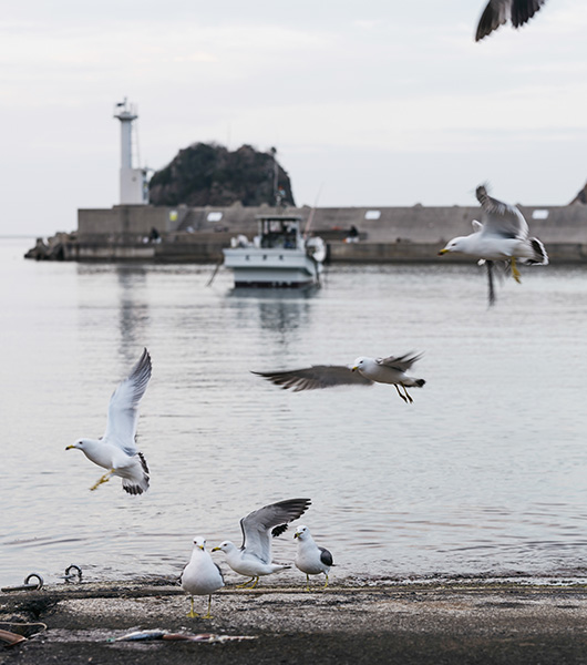鷺浦イメージ